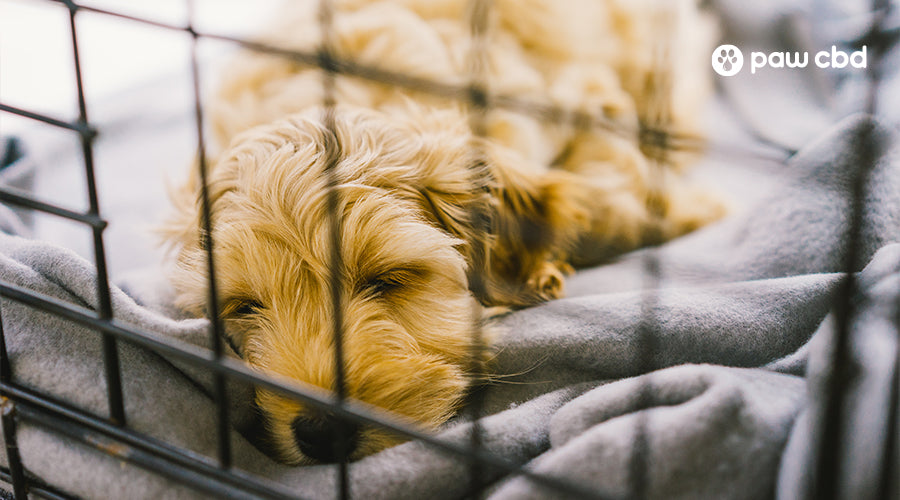 How To Crate Train a Puppy: Day, Night, Even If You Work (2024)