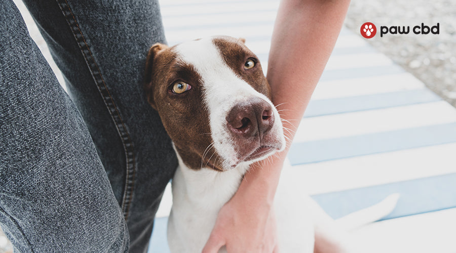 How To Foster A Dog: Here’s What You Need To Know | Paw CBD