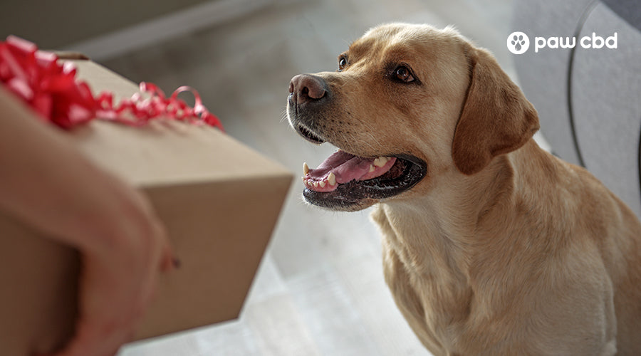 Great Holiday Gifts for Dogs and Cats
