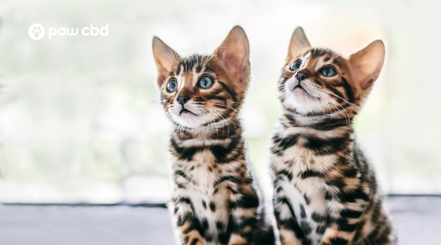 cutest cat breeds in the world