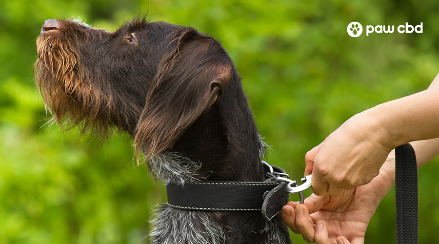 Collar vs. Harness - Why Your Dog Needs Both