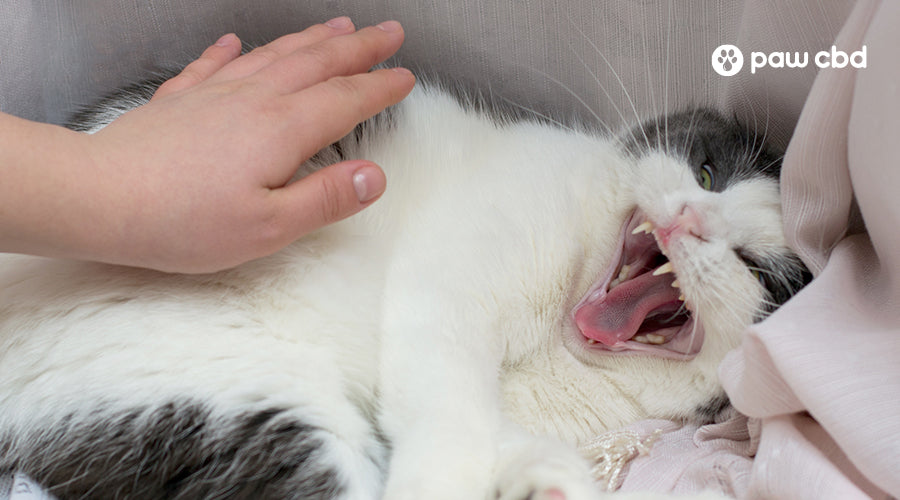 Why Does My Cat Growl? How You Should React & Other Advice - Catster