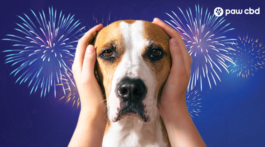 How to Calm Down Dogs Stressed by 4th of July Fireworks