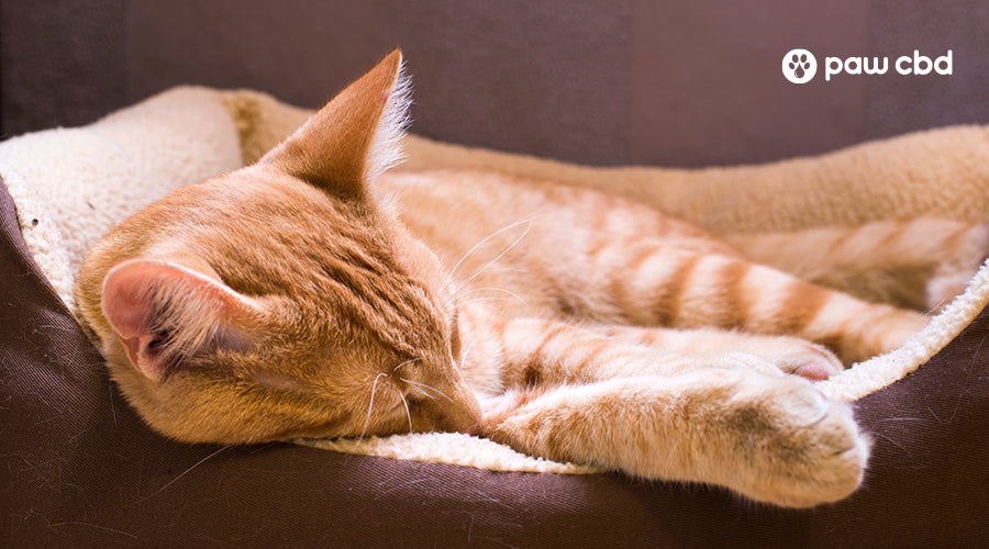 Orange cat clearance bed