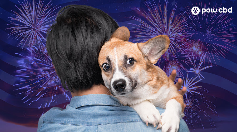 http://www.pawcbd.com/cdn/shop/articles/dog-scared-of-fireworks-1.jpg?v=1683666311