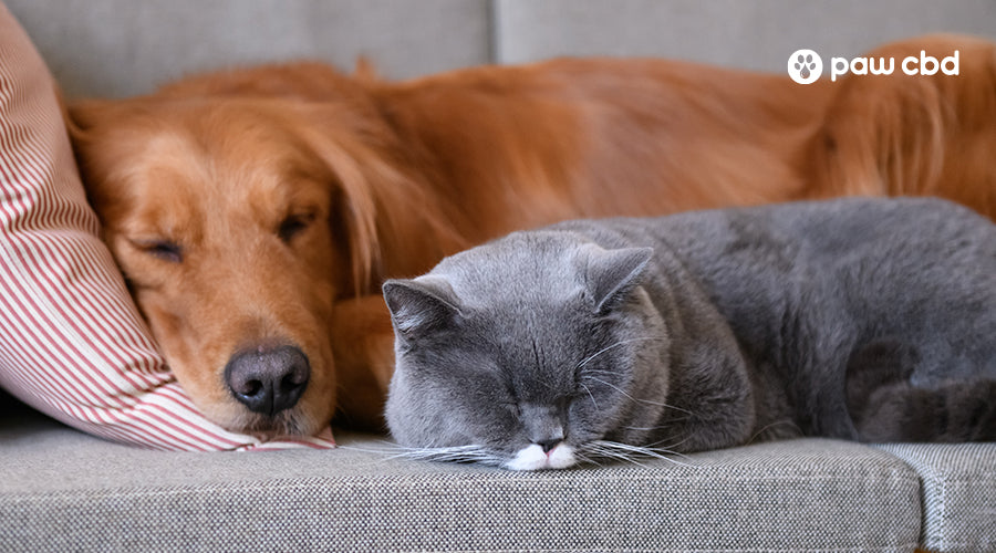 How to Encourage Good Sleep Habits for Your Pet Paw CBD