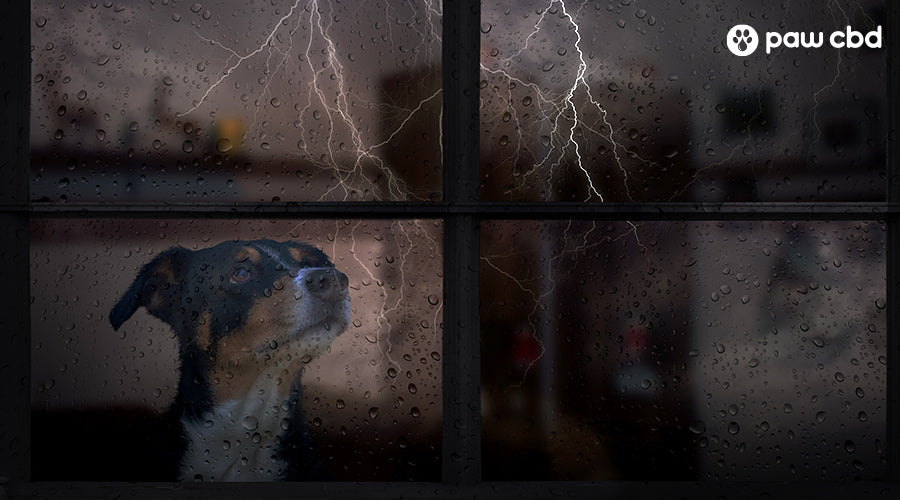 How to stop dog barking clearance at thunder