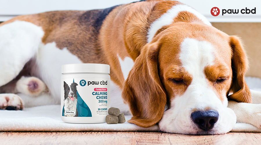 Blind Paws  Products for Reducing Your Dog's Anxiety